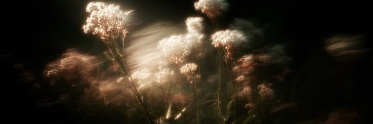 seranemi's profile banner image