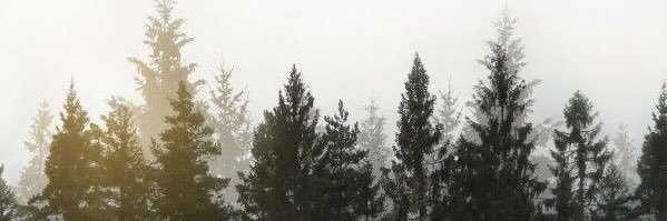 bettie banner