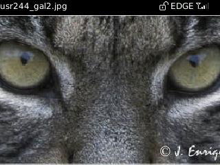 REDLINX's profile banner image