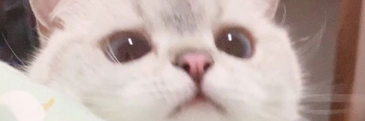 MeganBonsky's profile banner image