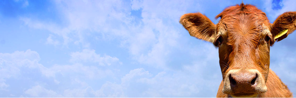 AnamiHz's profile banner image