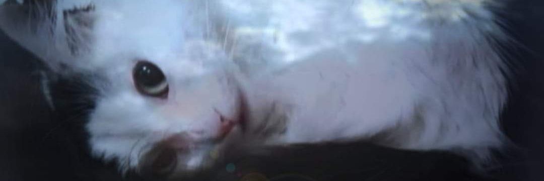 MAGEstic_13's profile banner image