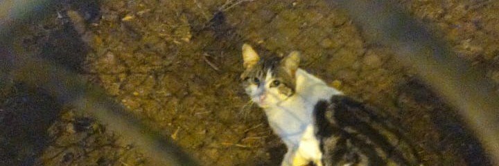 Gabchacaju's profile banner image