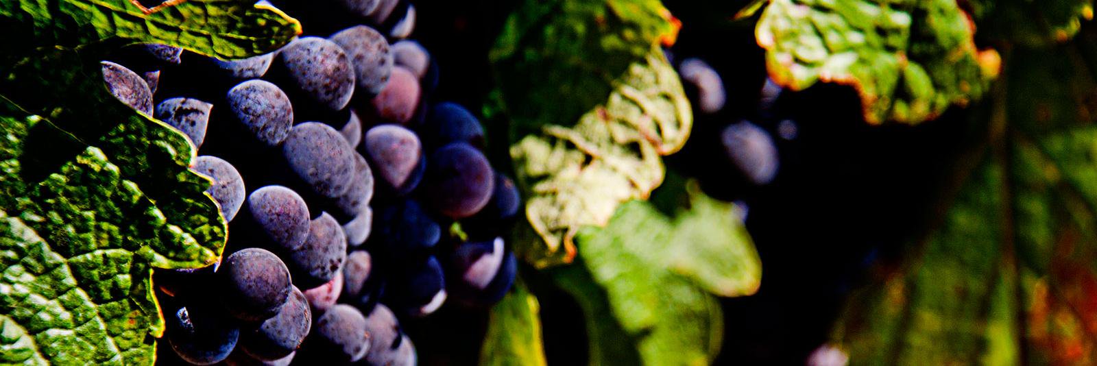 MarkAnthonyWine banner