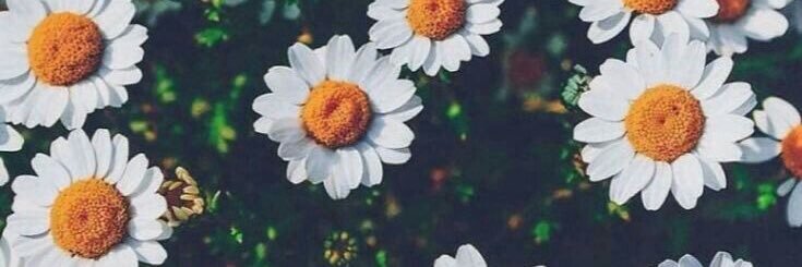 amandafmaciel's profile banner image