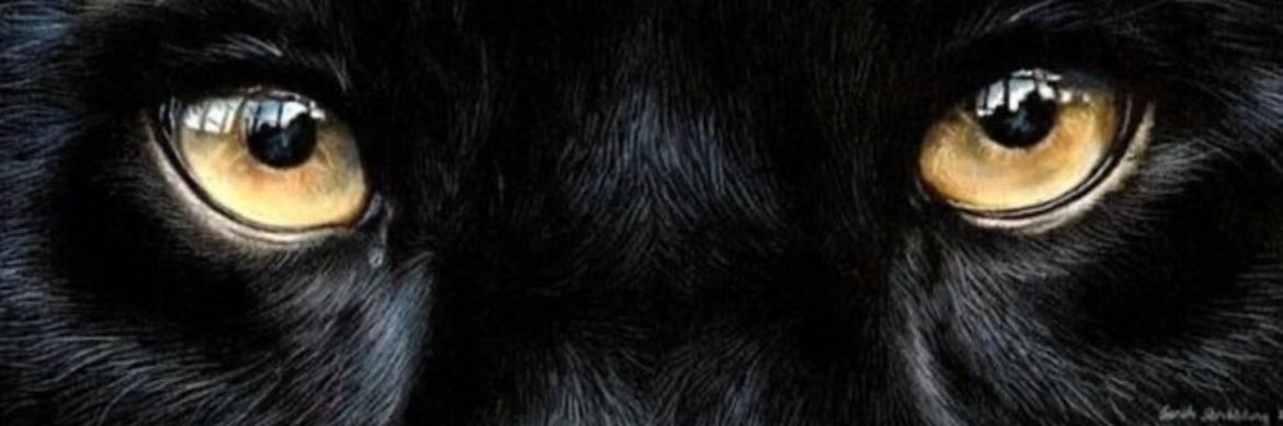 maiaracalystro's profile banner image