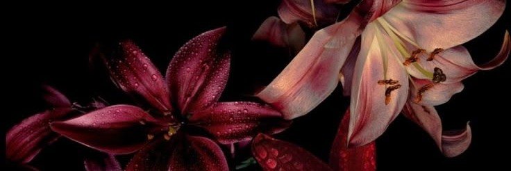 flirty_desire's profile banner image