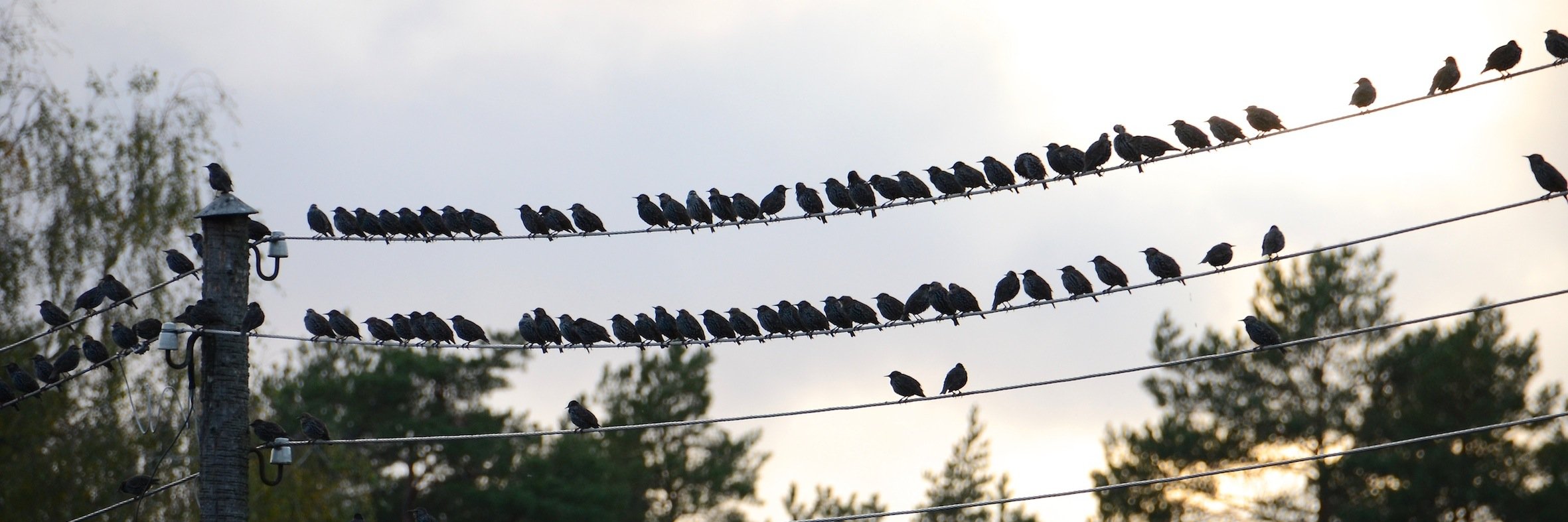 Andris Rubīns 💙💛 banner