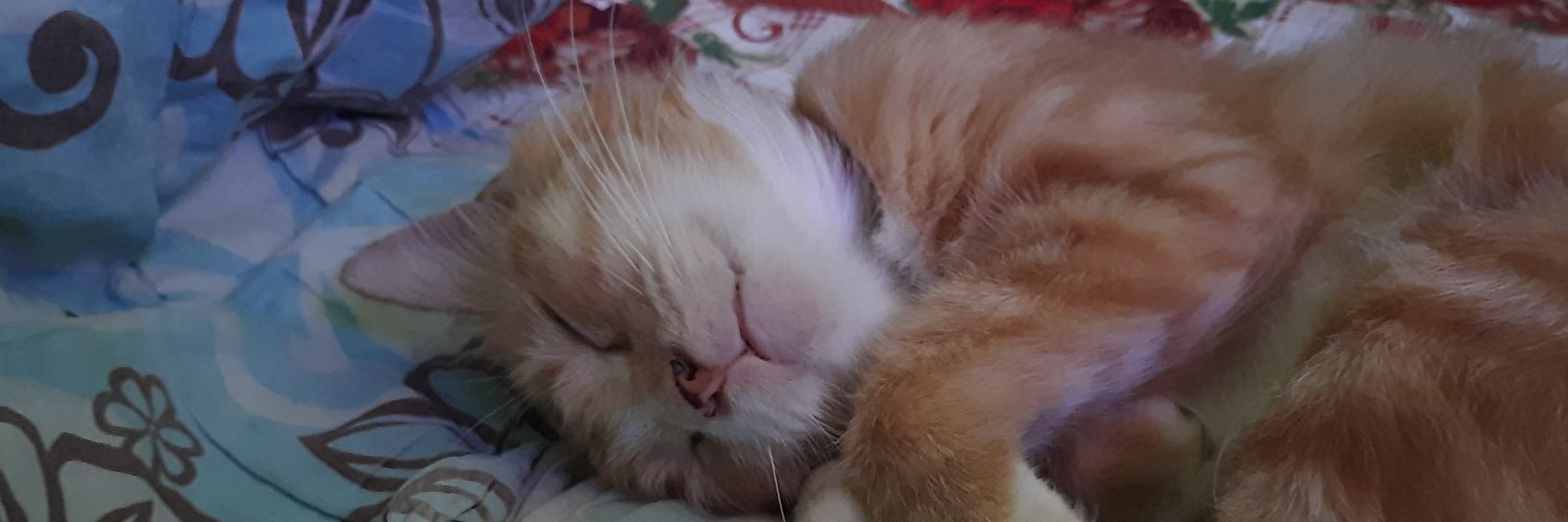 Muhammad Fachry banner