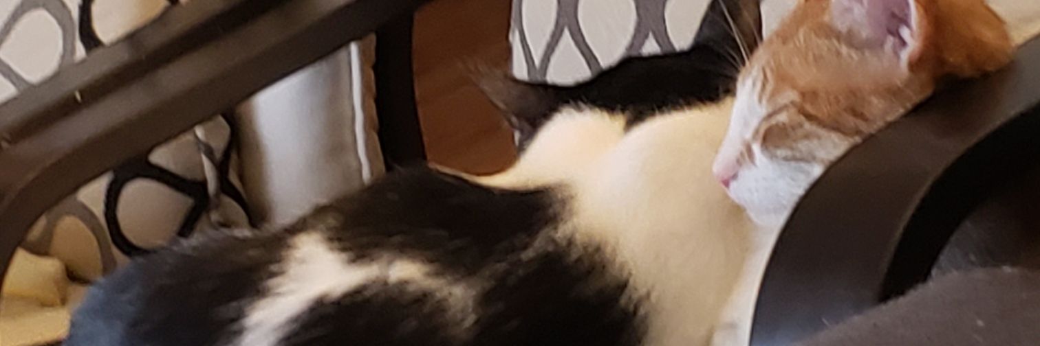 jayfromontario's profile banner image