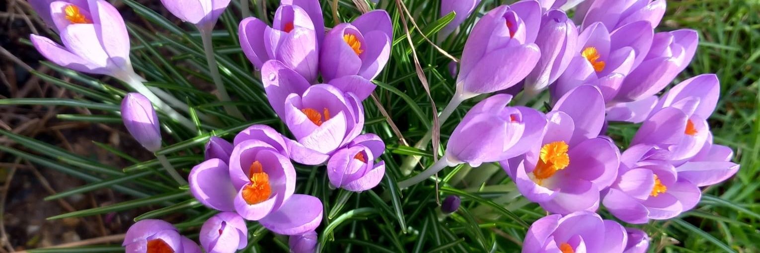 ᴄᴏʟɪɴ ᴇɴɢʟɪꜱʜ 🇫🇴 banner