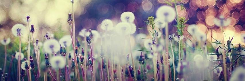 sprite Deens 🧚🏽 banner