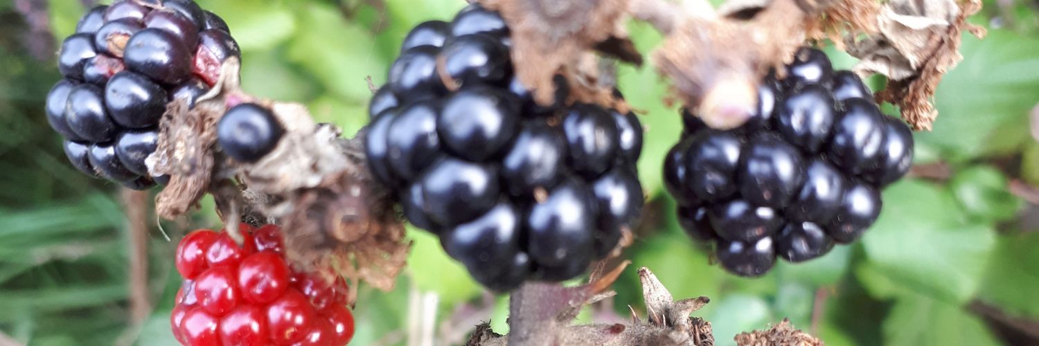 AMRussellWalsh banner