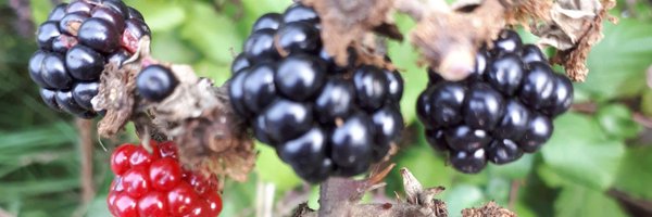 TippKitchen Profile Banner