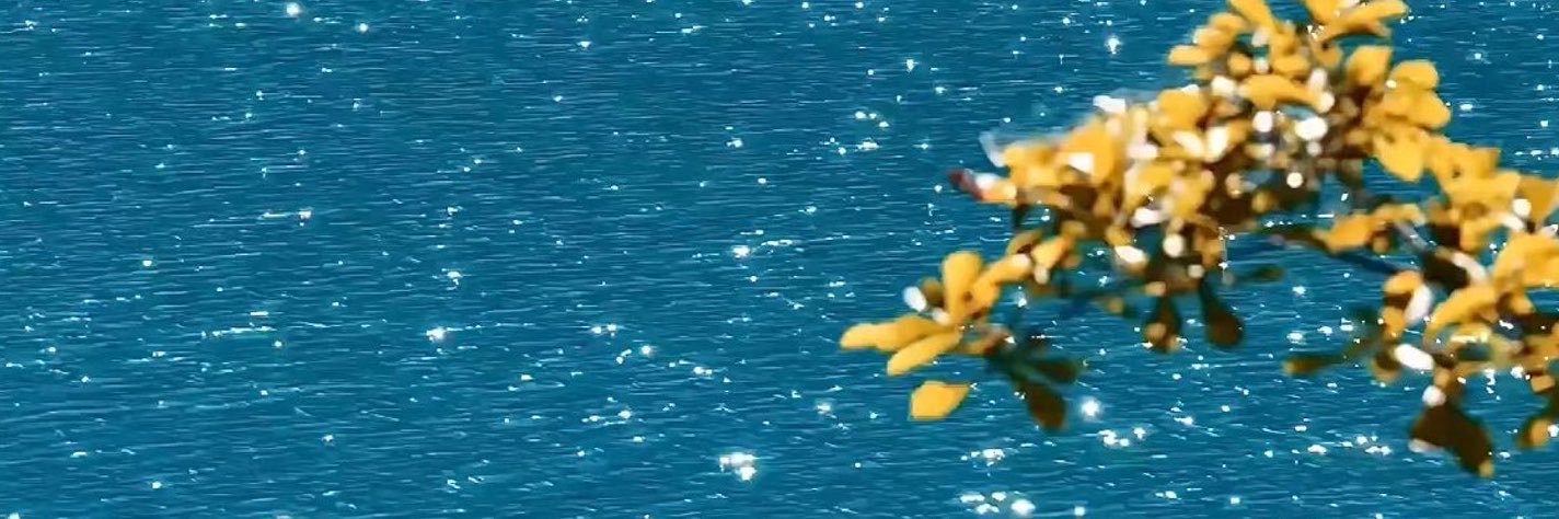 serrayeniden's profile banner image