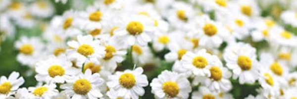 doutorsi Profile Banner