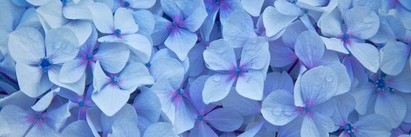 Alucardy2000 Profile Banner