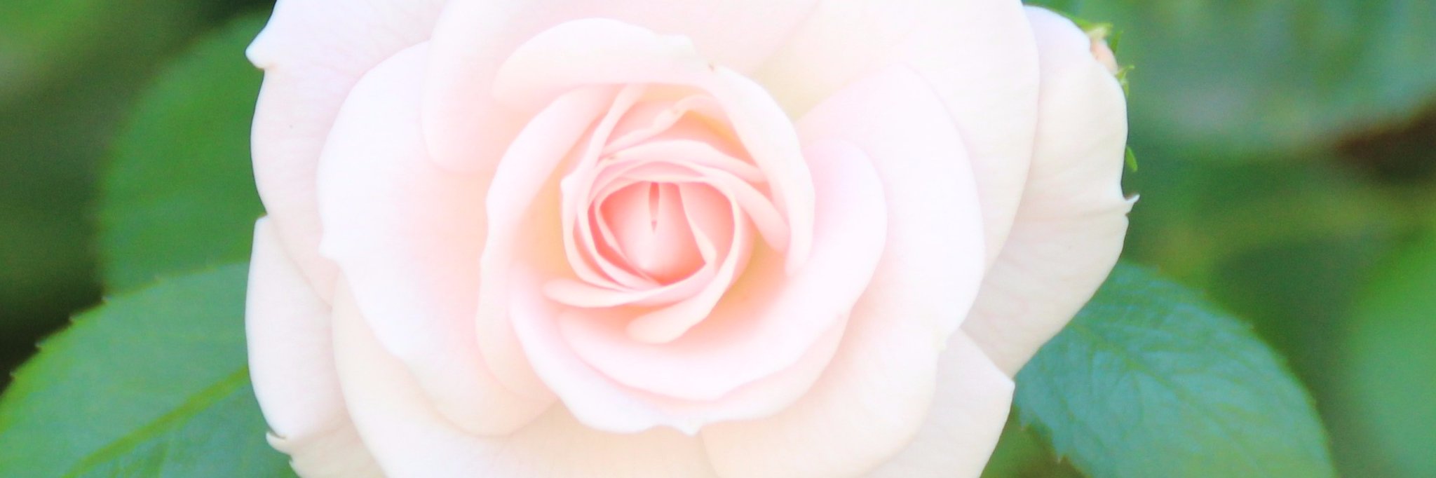 Sharon6342's profile banner image