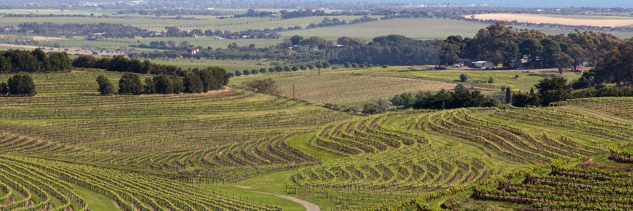 Michael Baragwanath banner