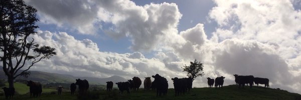 RachMD2 Profile Banner