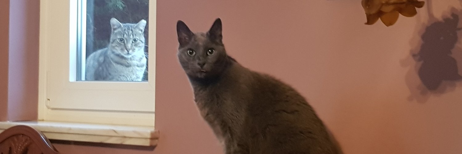 Rowdoc's profile banner image
