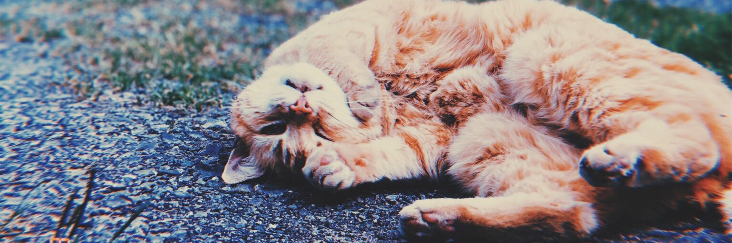 Willoughby ☃️ banner