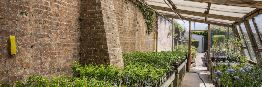 Burncoose Nurseries® banner
