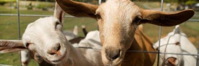StoneHollowFarm's profile banner image