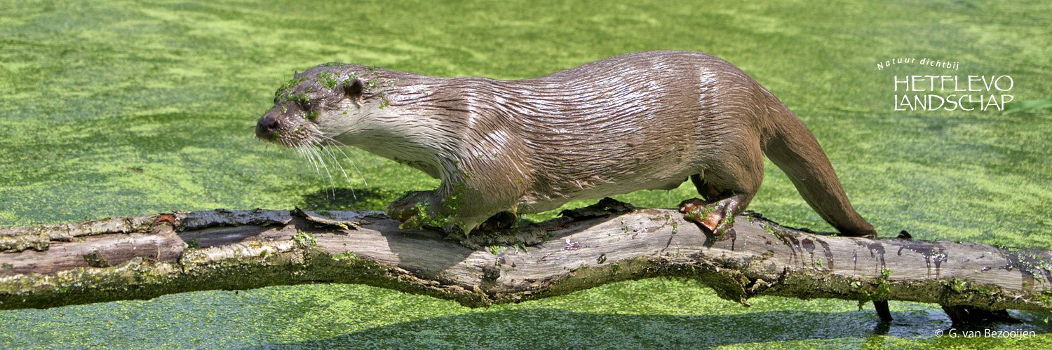 flevolandschap's profile banner image
