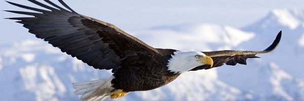 Maria A. Méndez banner