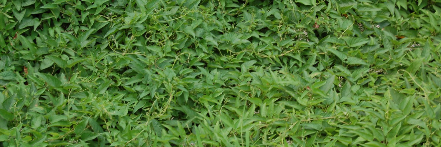 bugdepayse's profile banner image