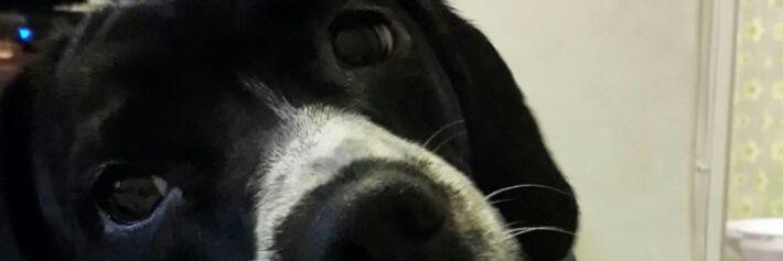 reztarmi's profile banner image
