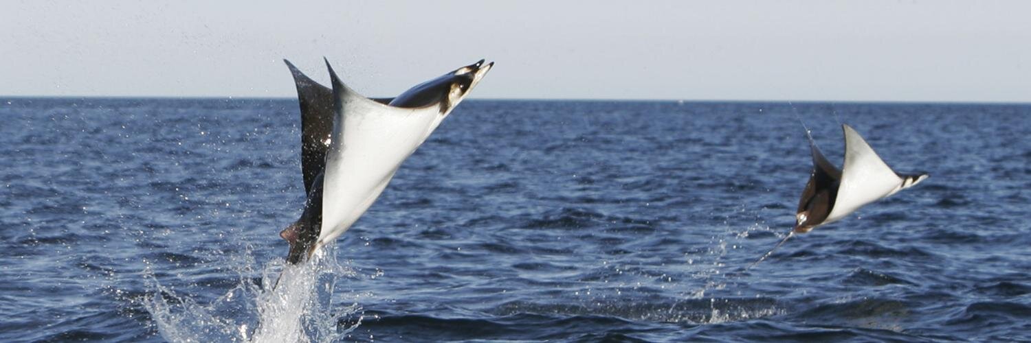 Manta Ray Media banner