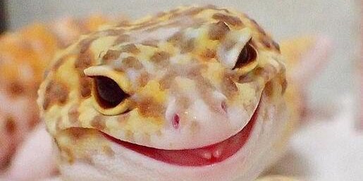 AWenchLikeMe's profile banner image