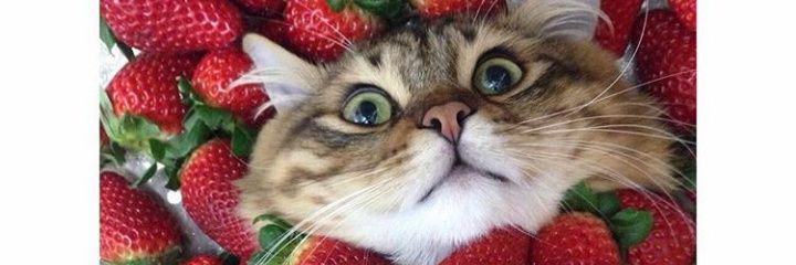 editsnailworld's profile banner image