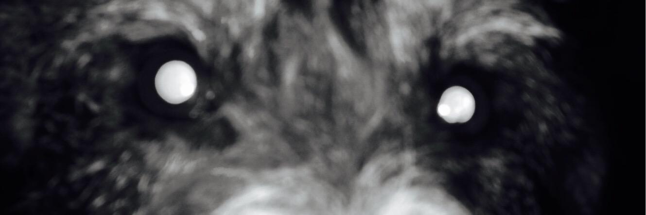 forhorses's profile banner image