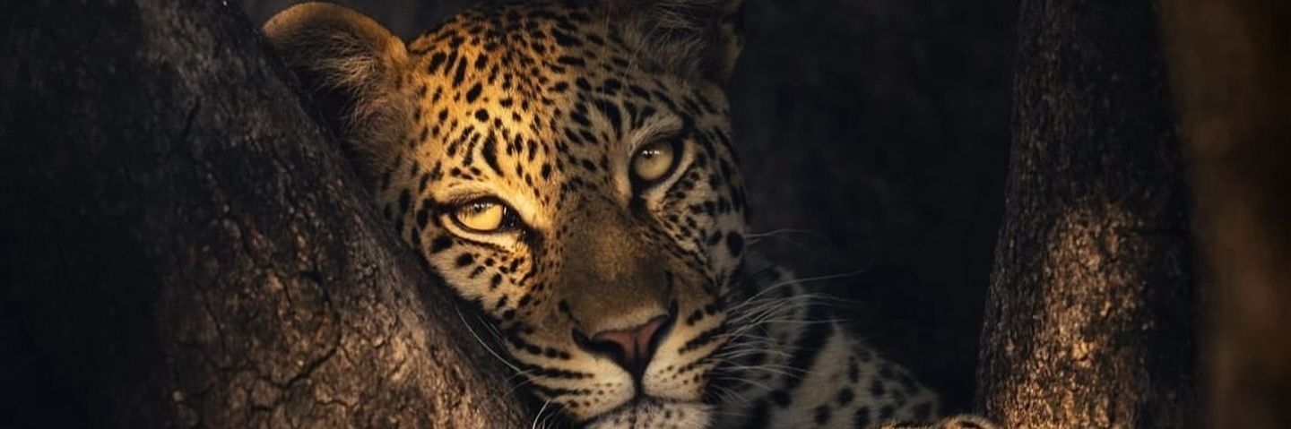 Shaazu_'s profile banner image