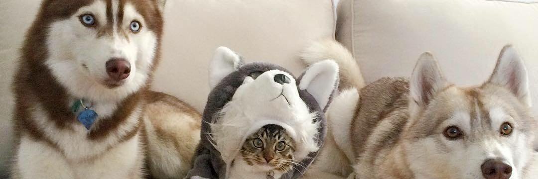 にゃんドル banner