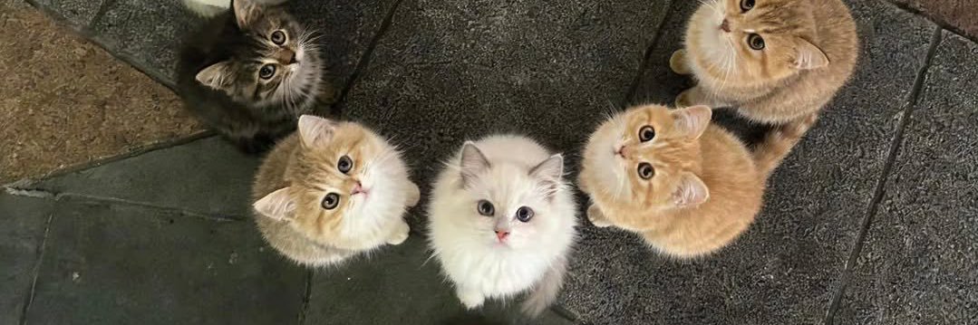 夢娜(ಡ᎔ಡ) banner