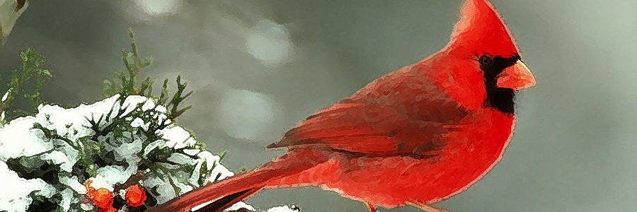 PoliticalTom's profile banner image