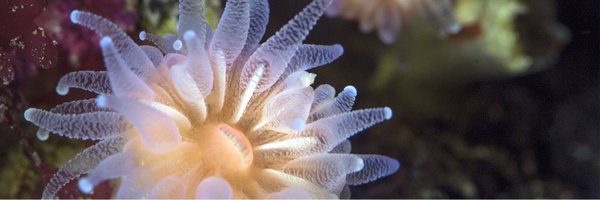 RobertCalcagno Profile Banner