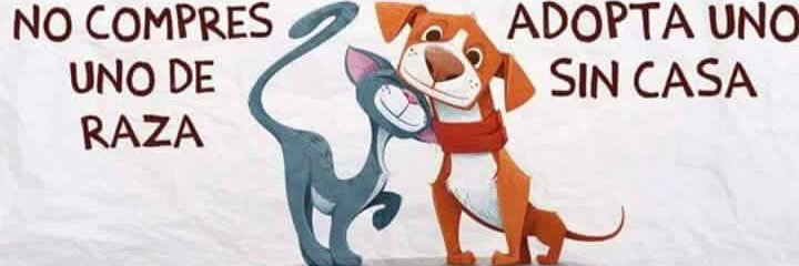 Rosario Puertas-Hidalgo banner