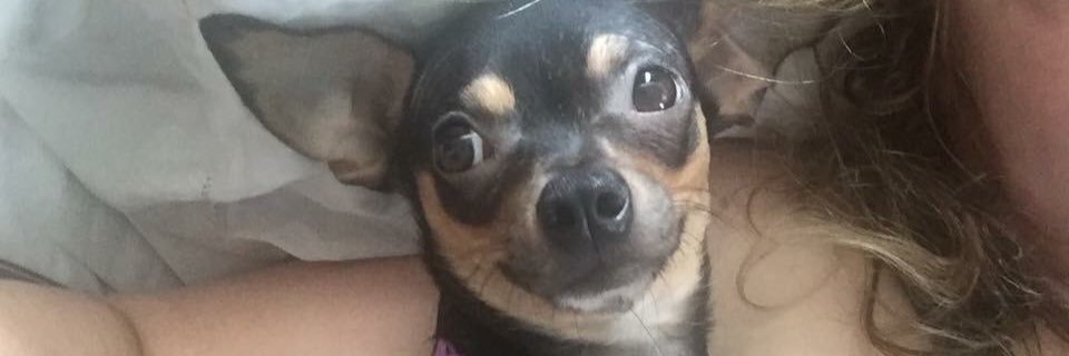 Budini 🐈‍⬛ banner