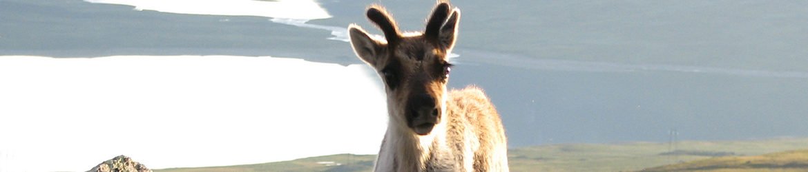sapmi_se's profile banner image