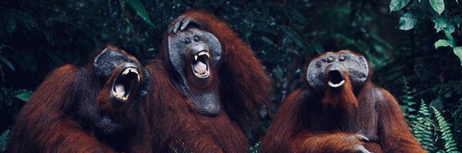 gorgiom's profile banner image