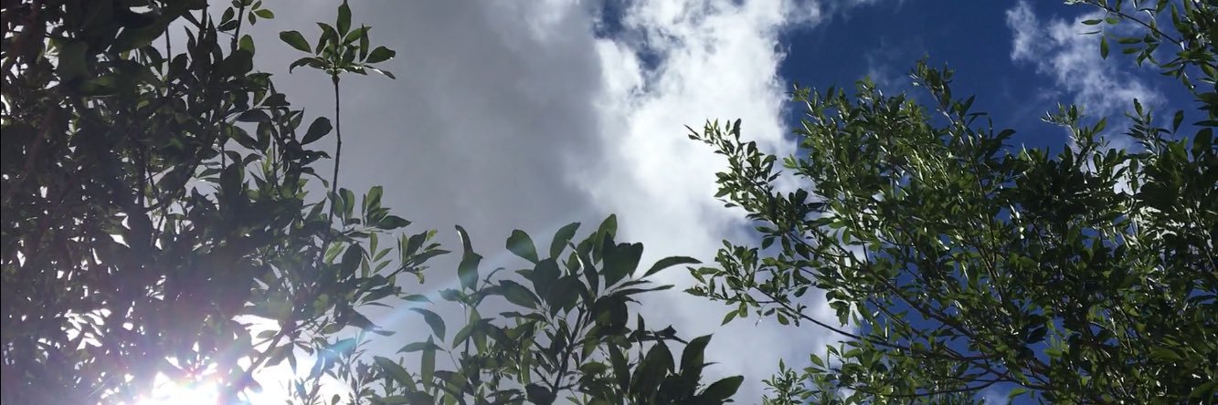 Roidmeister's profile banner image