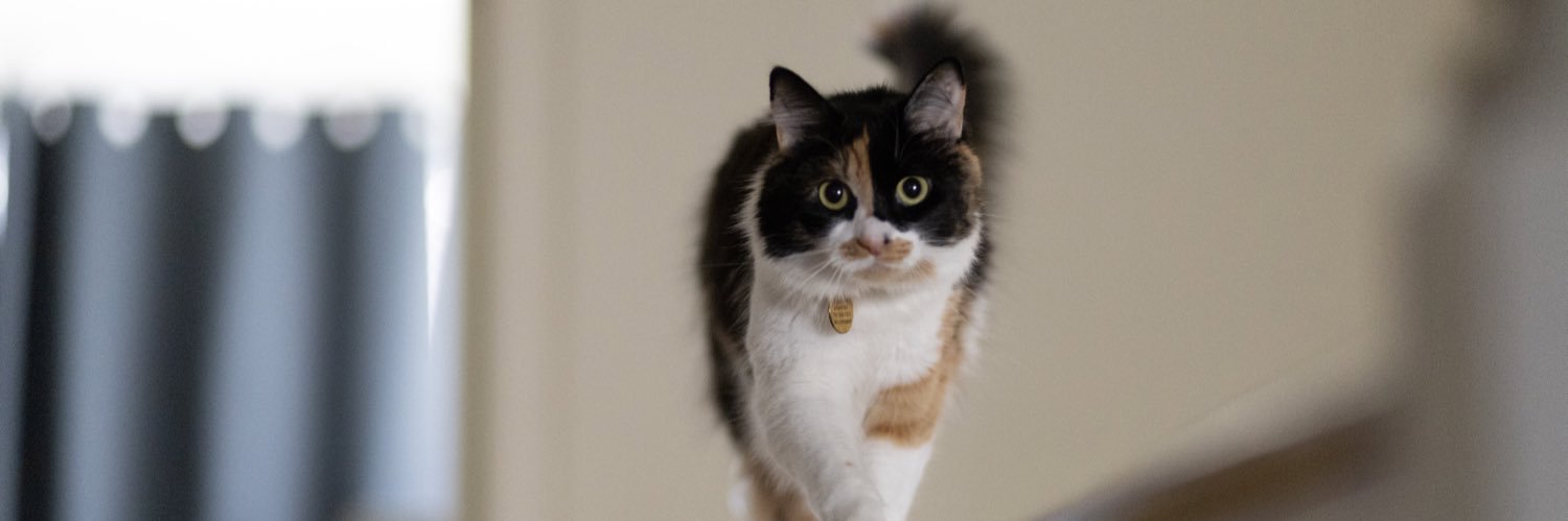 bisky's #1 fan banner