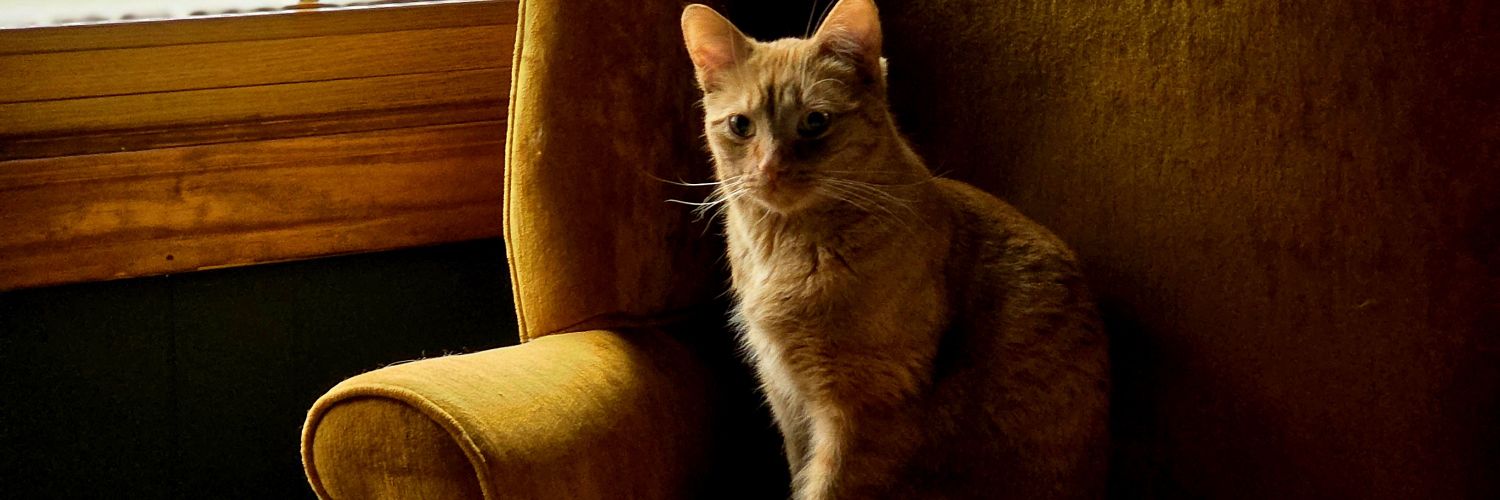 drkelli26's profile banner image