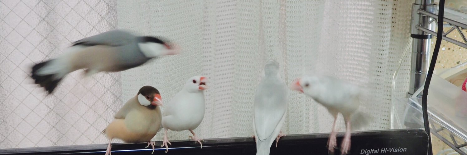 きこ banner