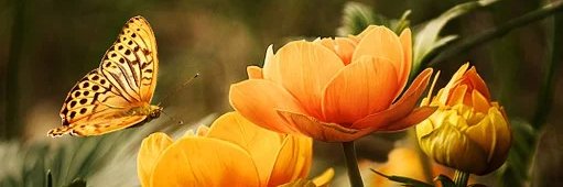 lilick14's profile banner image